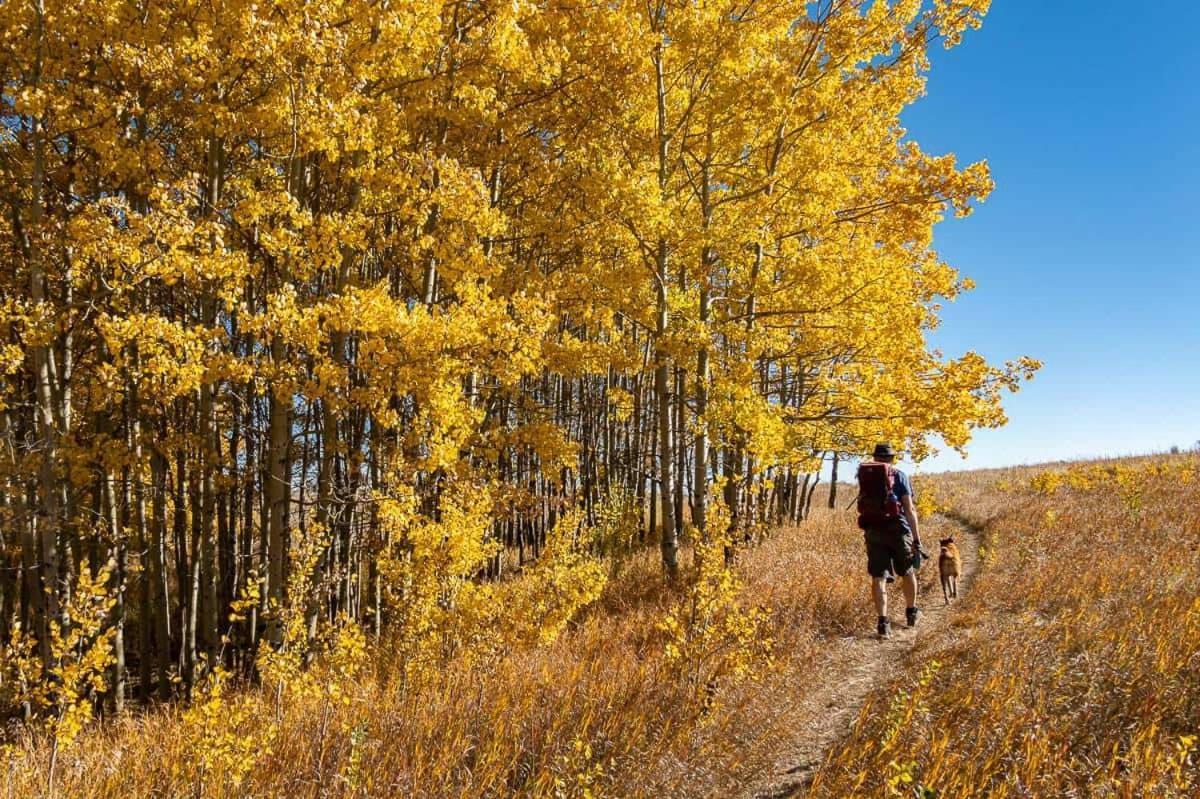 Together! 2 Family Units, Sleeps 16! Free Banff Pass, Parking, Wine, Bbq, & Netflix! *